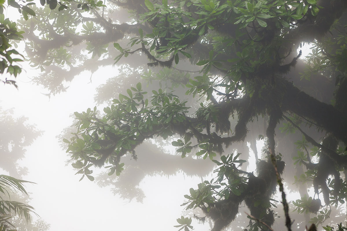 Peering into a hazy cloud forest canopy.