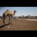 Somalia Camel Market 9
