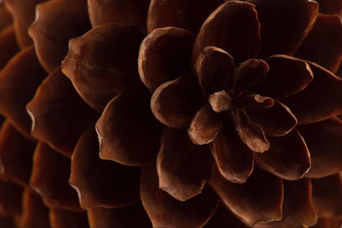 Inside the Pinecone