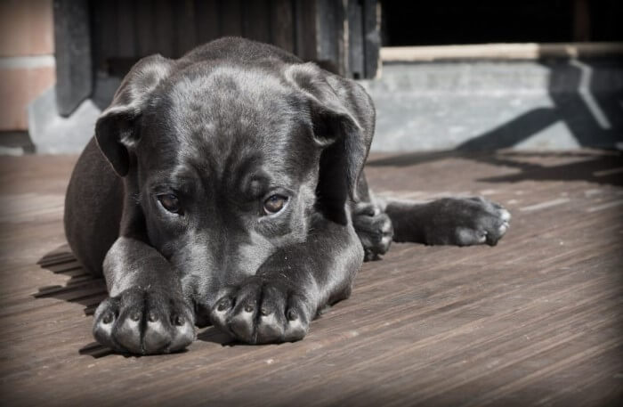 Nervous with head between paws