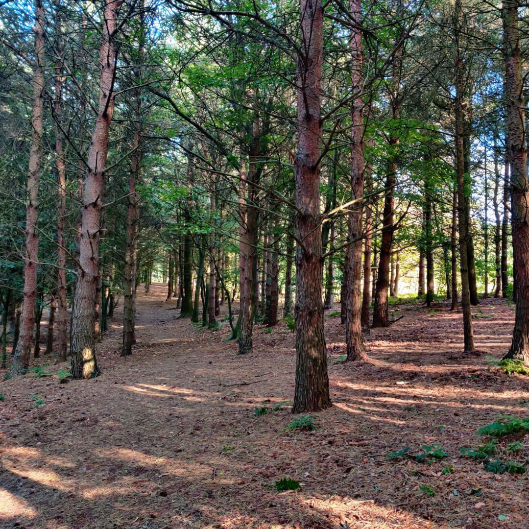 Otley Chevin Forest Park - Discover Leeds