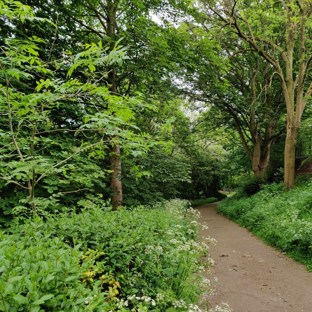 Woodhouse Ridge path between trees