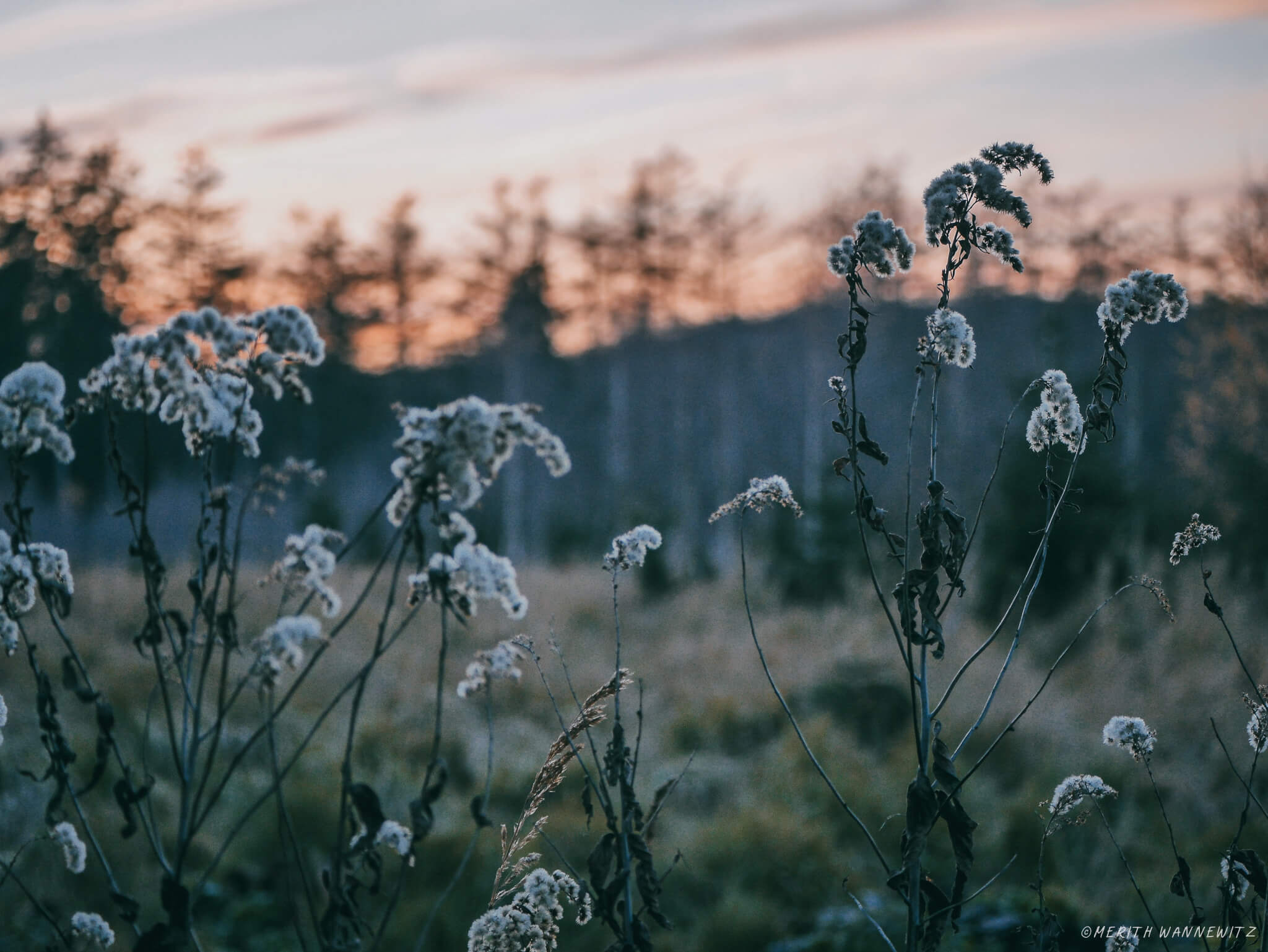 Fluffy plant in front of orange sunset sky.