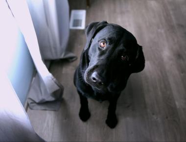 Dog Refusing to Eat but Still Acting Normal? Here’s What It Means