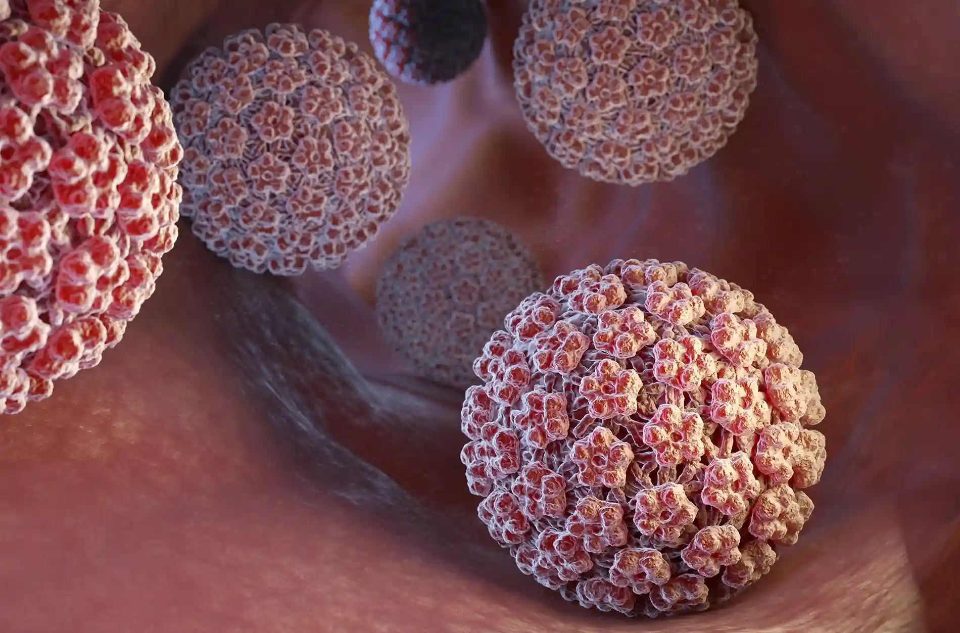 picture of HPV virus