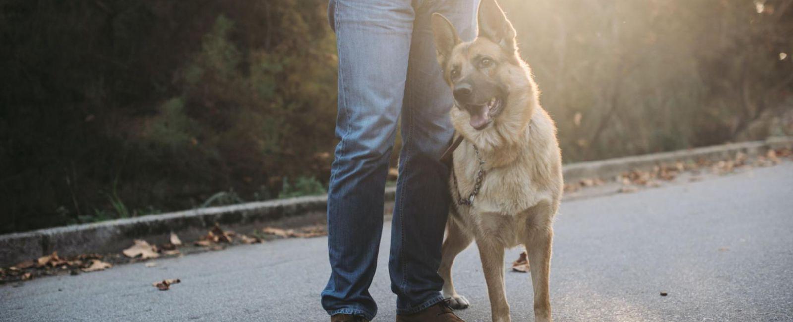 From Couch-Potato to Bodyguard: Training Your Dog for Personal Protection
