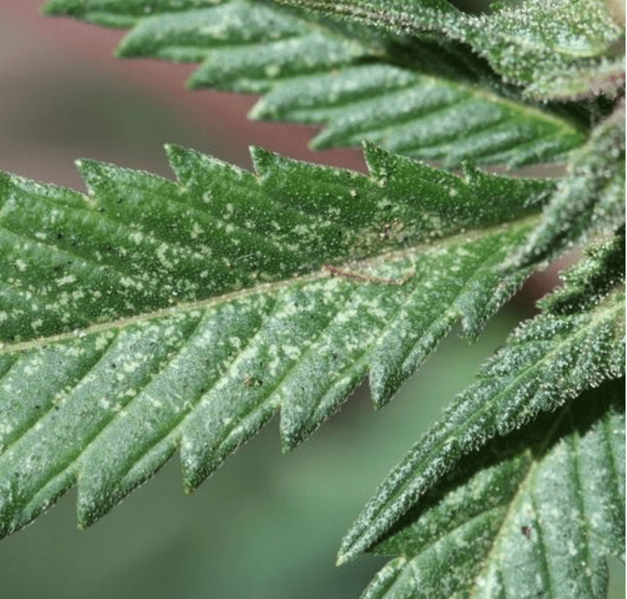 Spider Mite Damage on Cannabis Fan Leaves