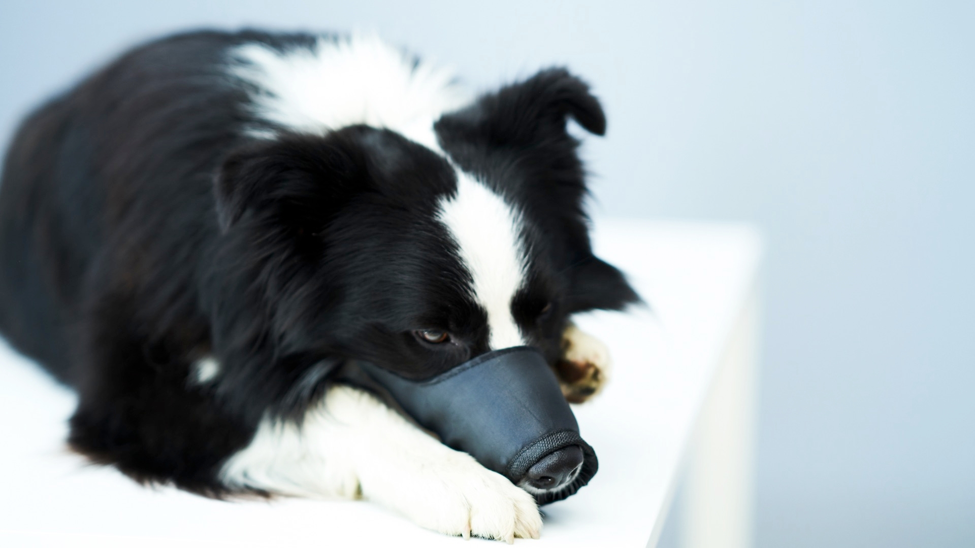 Training Your Dog To Wear A Basket Muzzle, Dog Training