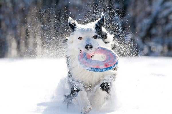 Paw-Friendly Winter Weather Solutions