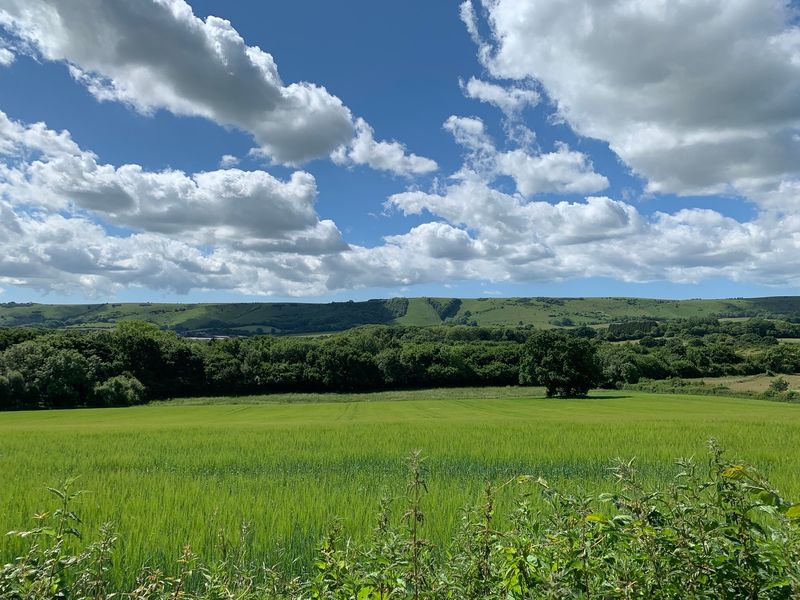 A field of barley. Deep blue sky with white fluffy clouds. In the distance there is a ridge of green hills.