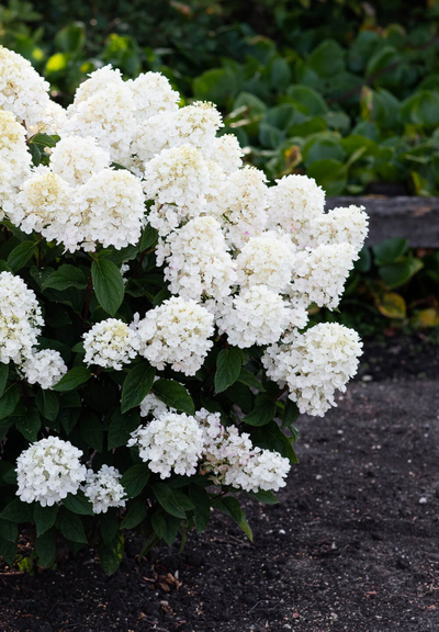 Hydrangea paniculata Living Little Blossom®