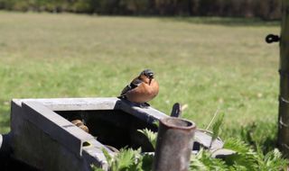 A chaffinch sat on a metal trough with a field in the background.
