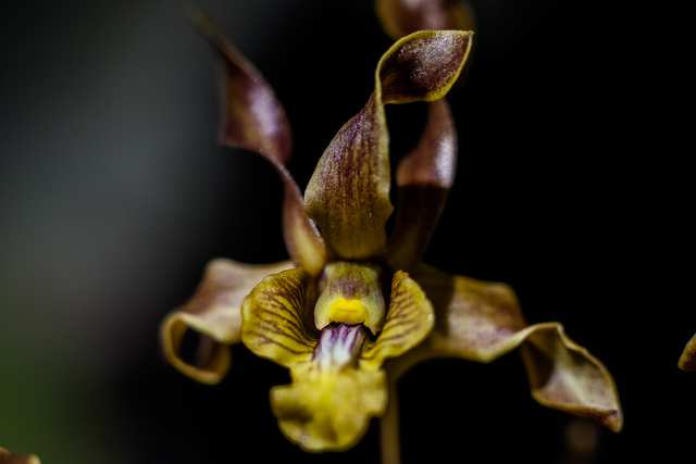 Orchid 03, 