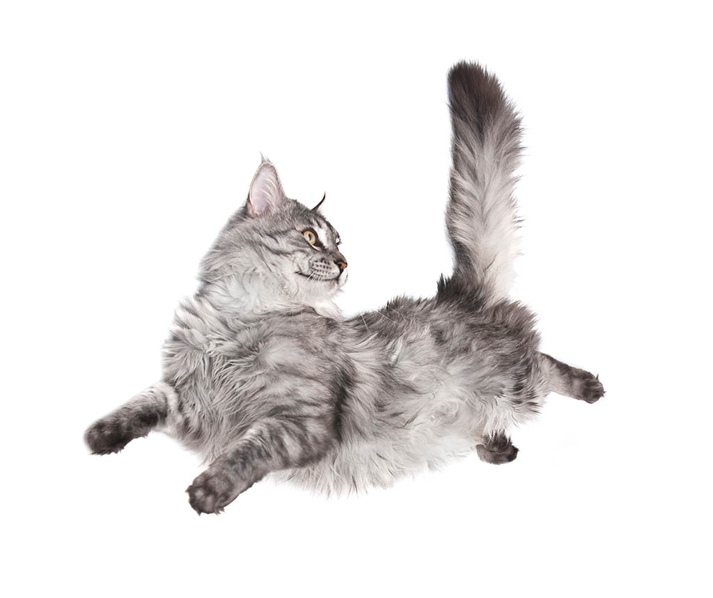 Why do Cats Always Land on Their Feet?