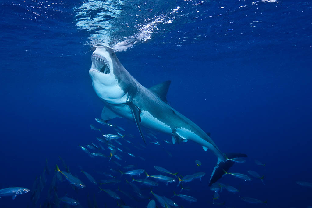 Great White Shark f ending at Guadalupe Island Mexico