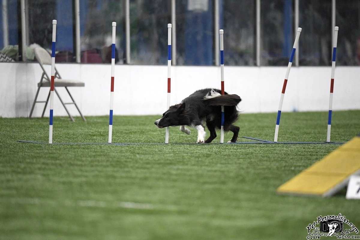 Stepping front to his left - wrapping his tail for balance Stepping front to his left - wrapping his tail for balance