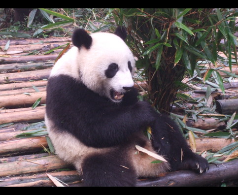 China Pandas 8