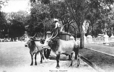 牛车，1900年代