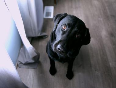 Dog Refusing to Eat but Still Acting Normal? Here’s What It Means