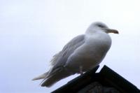 An Iceland Gull on a rooftop