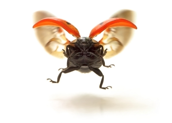 Ladybug in flight