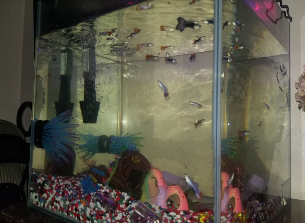 guppies in a tank