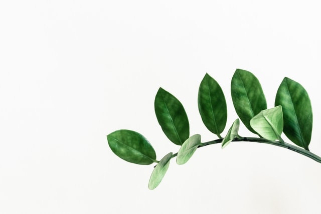 simple picture of some leaves in a white background