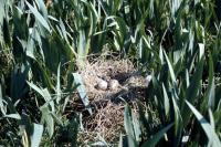 Two Black Headed Gull eggs in the nest