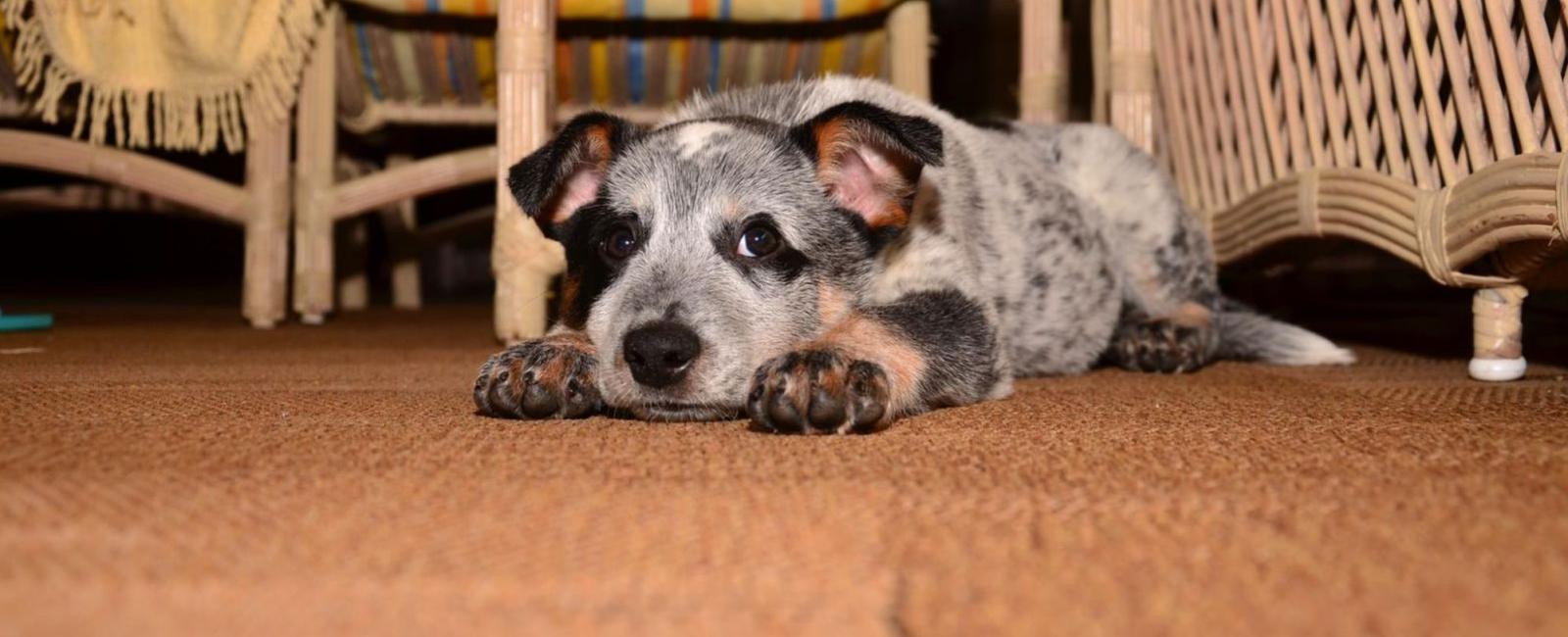 Puppy Digging in Crate? Here's Why & What to Do
