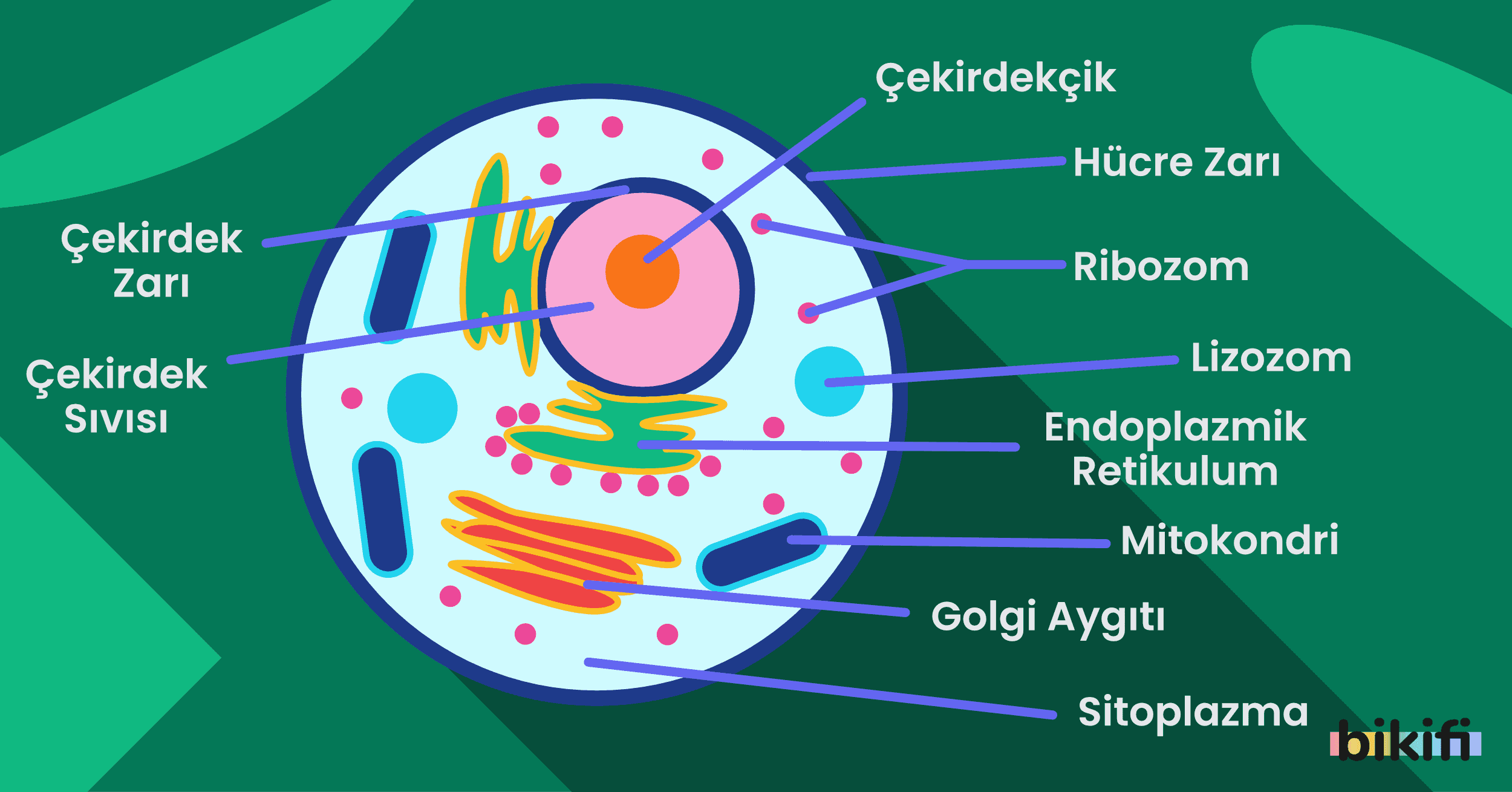 Temel Birim: Hücre