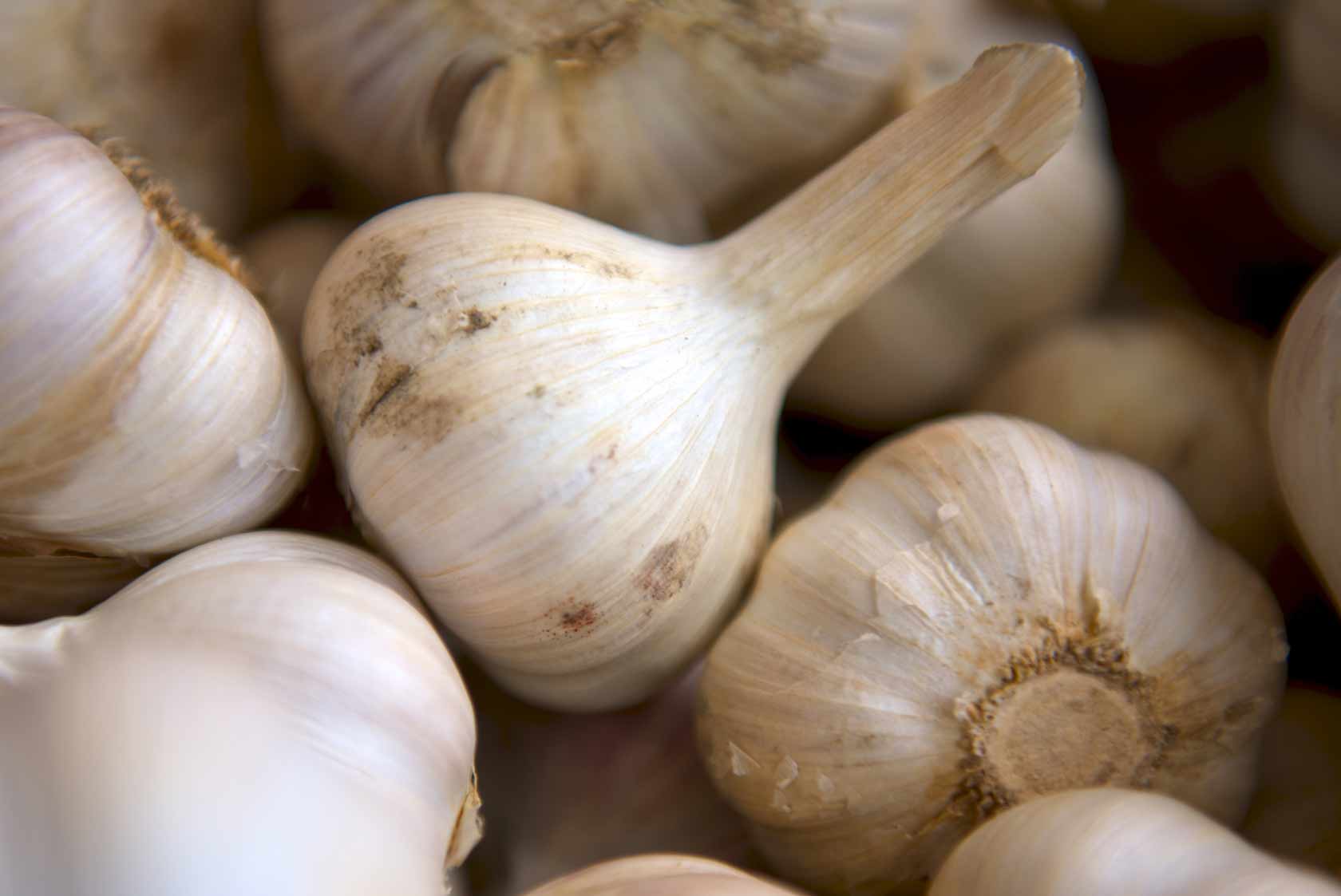 Garlic