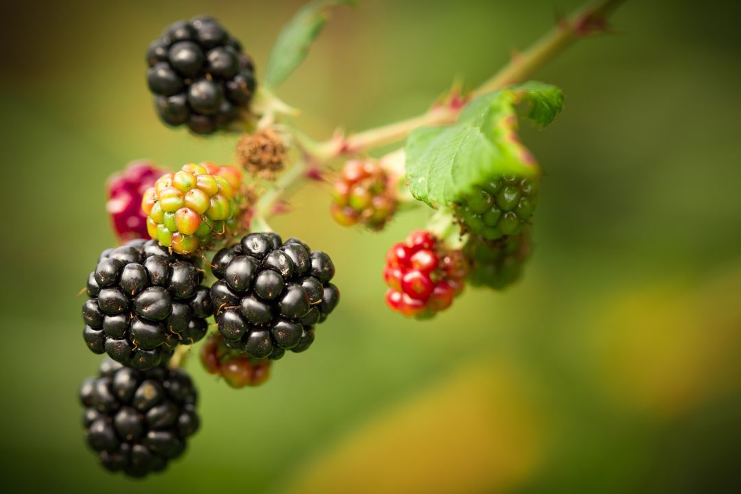 Ripening blackberries on a stem
