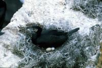 Cormorant on the nest