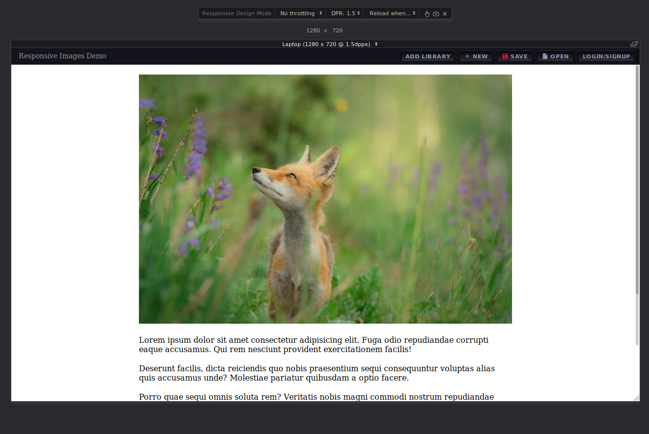 Image of Fox is displayed in landscape mode on a laptop