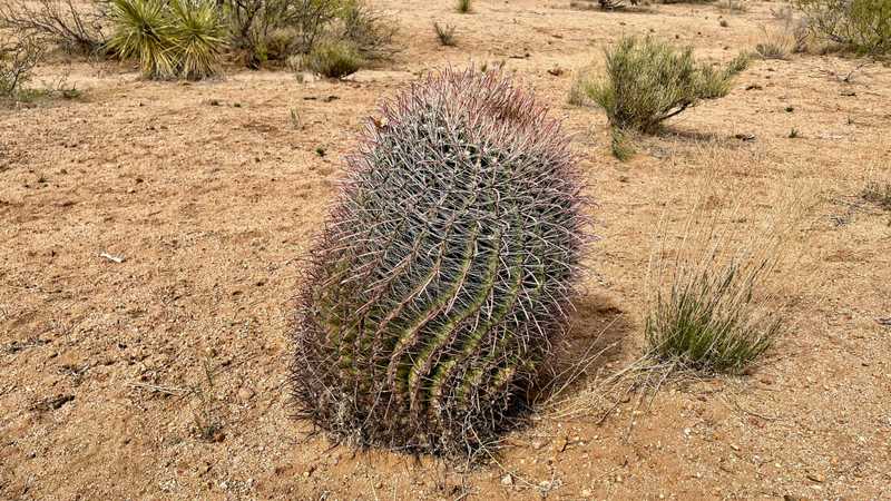 fishhook barrel cactus
