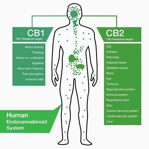 The endocannbinoid system in our bodies