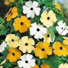 The yellow, pale yellow, and white flowers of a black-eyed Susan (Thunbergia alata)