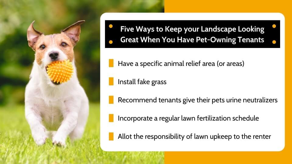 Ways to keep your landscape attractive for renters with pets