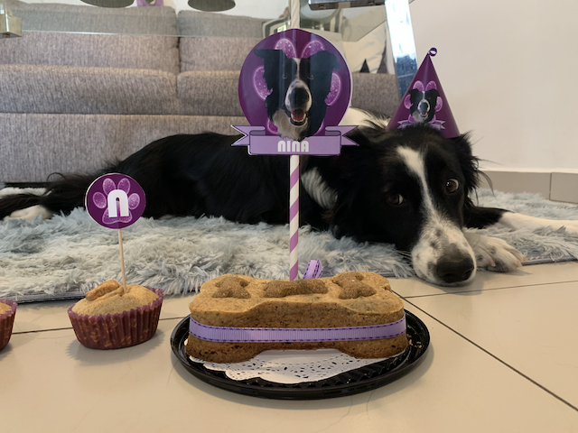 Nina con su gorrito de cumpleaños viendo ansiosamente su pastel en forma de hueso.