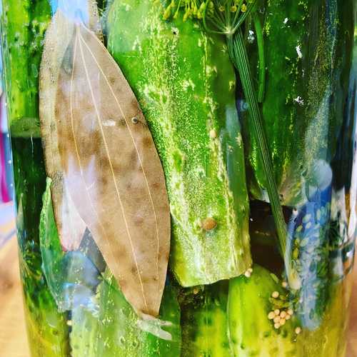 Fermented goodness coming your way!  Stay tuned! 

#guthealth #lactofermented #kosherdills #pickles #fermentedfoods