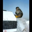Jaipur monkey