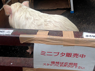 榎本牧場・ミニブタ販売中