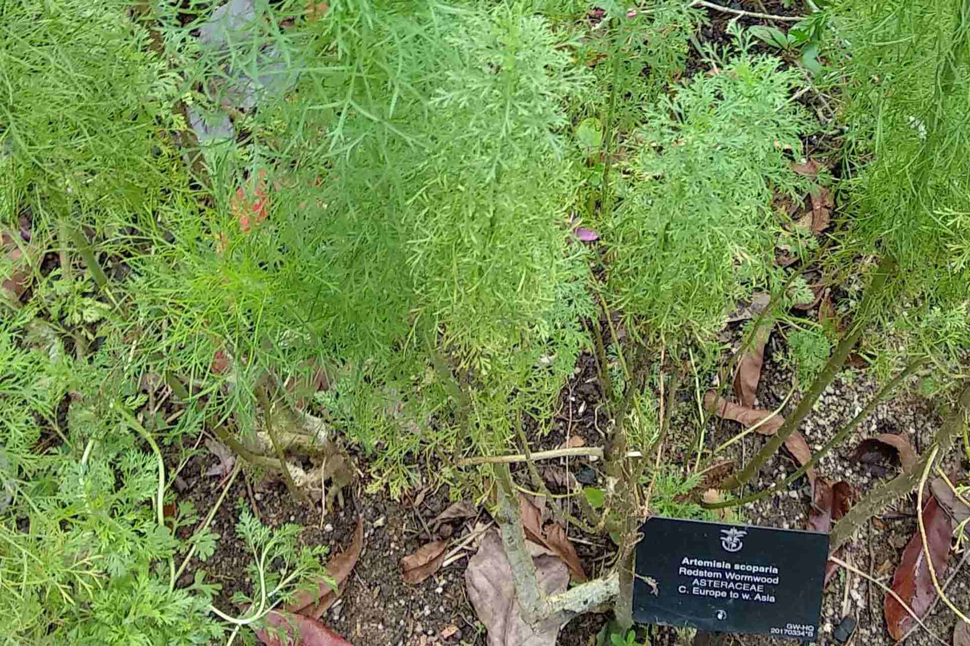 Artemisia, the ancient cure for Malaria.