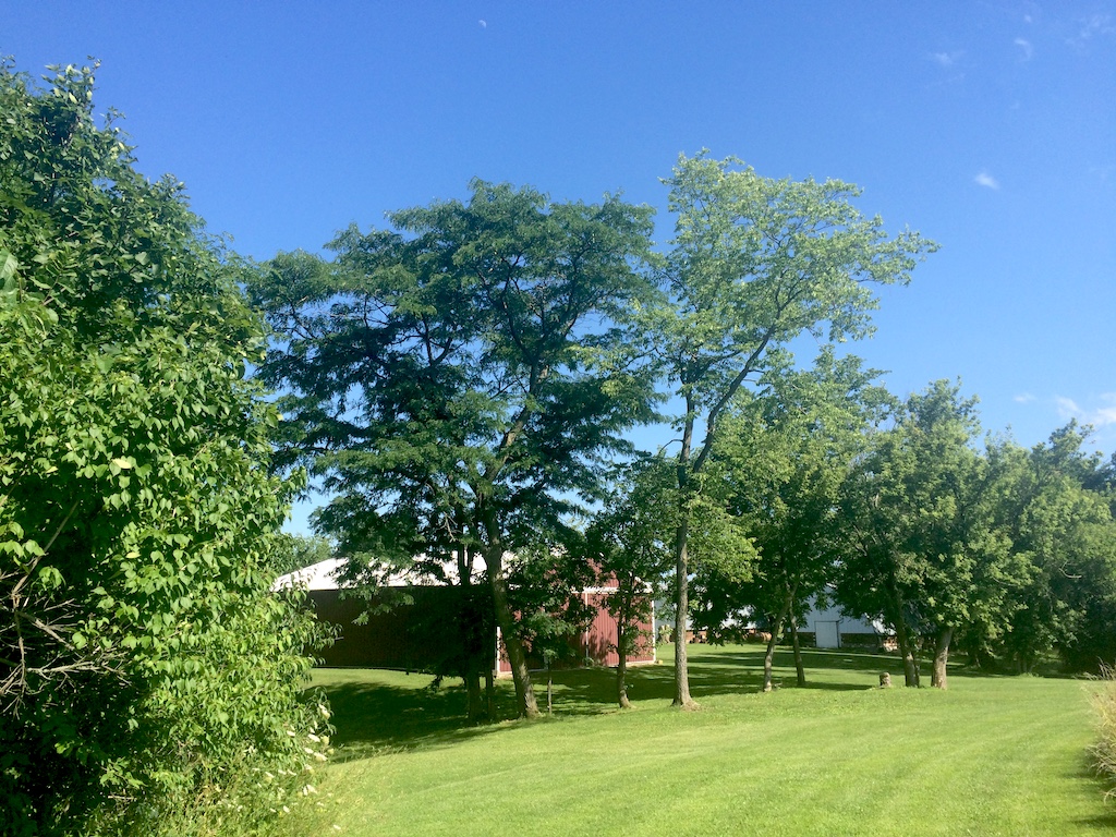 Photo of the barns and trees on the west side of the farm