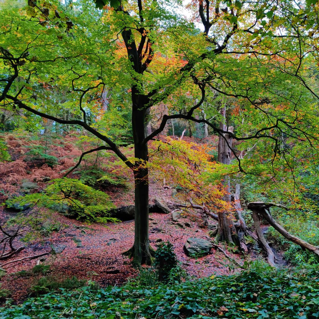 Adel Woods Discover Leeds