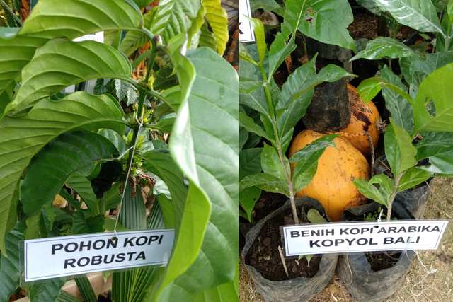 Magic Green - Bali Agri Tradeshow