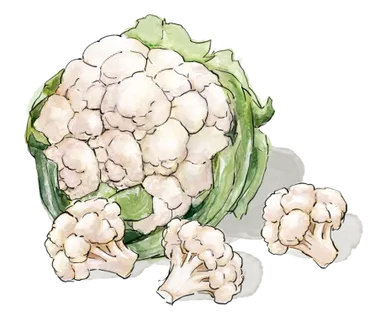 Illustration of a Cauliflower head