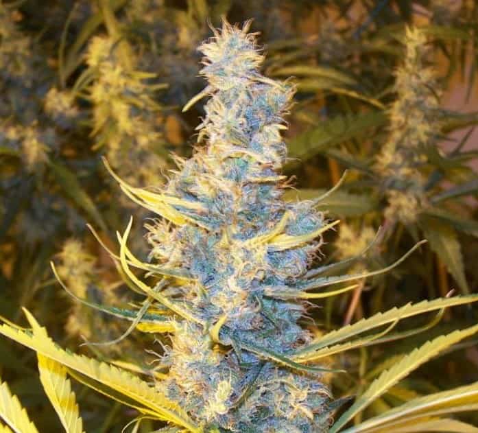 Original Haze strain