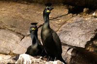 Pair of Shags at the nest