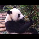 China Pandas 4